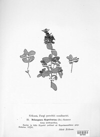 Melampsora hypericorum image